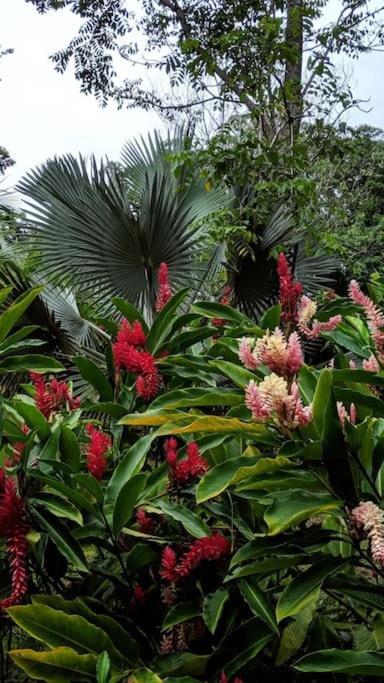 Jungle Beach 2 Bedroom Cottage Bocas del Toro Exterior foto